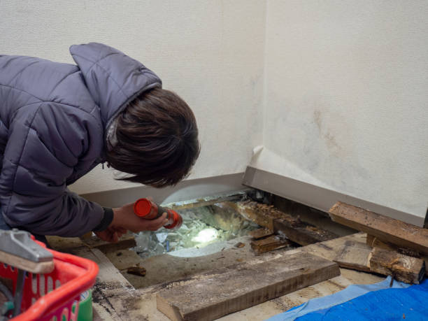 Best Basement Mold Removal  in Madison, NJ